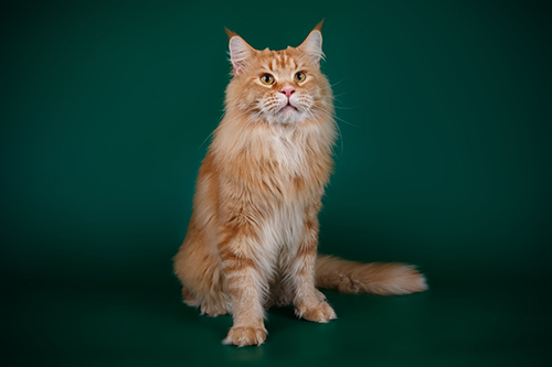 Котята, кошки породы Мейн-кун (Maine Coon), купить во Львове