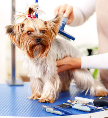 Zamów profesjonalne usługi fryzjera dla psów i kotów