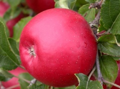 Об инновационных сортах яблок в Украине