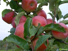 Сортова інновація в сфері вирощування яблук в Україні