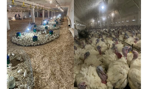 Комплексное выращивание индюка и переработка птицы Комплексное выращивание индюка и переработка птицы