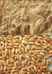 Насіння озимої пшениці Солоха - еліта