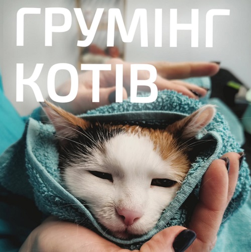 Професійний грумінг котів у Львові