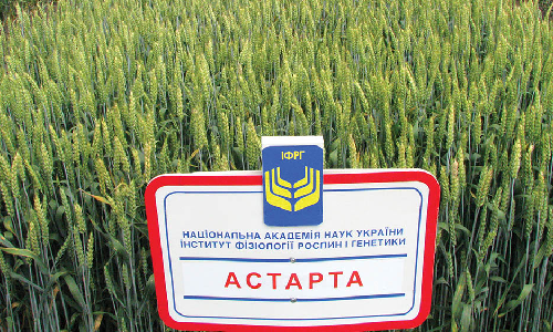 Насіння пшениці озимої власної селекції Астарта, Смуглянка, купити