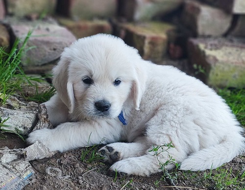 Sprzedam golden retrievera z dokumentami