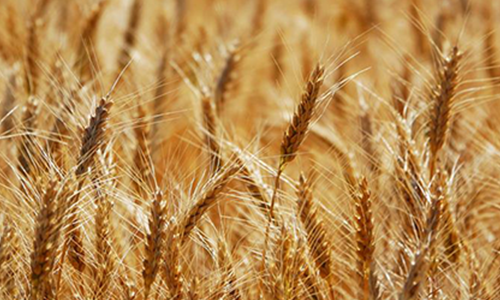 Семена озимой пшеницы элита/1г., купить
