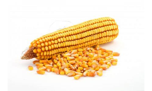 Насіння кукурудзи ДОСТАТОК 300 МВ (ФАО 300), купити