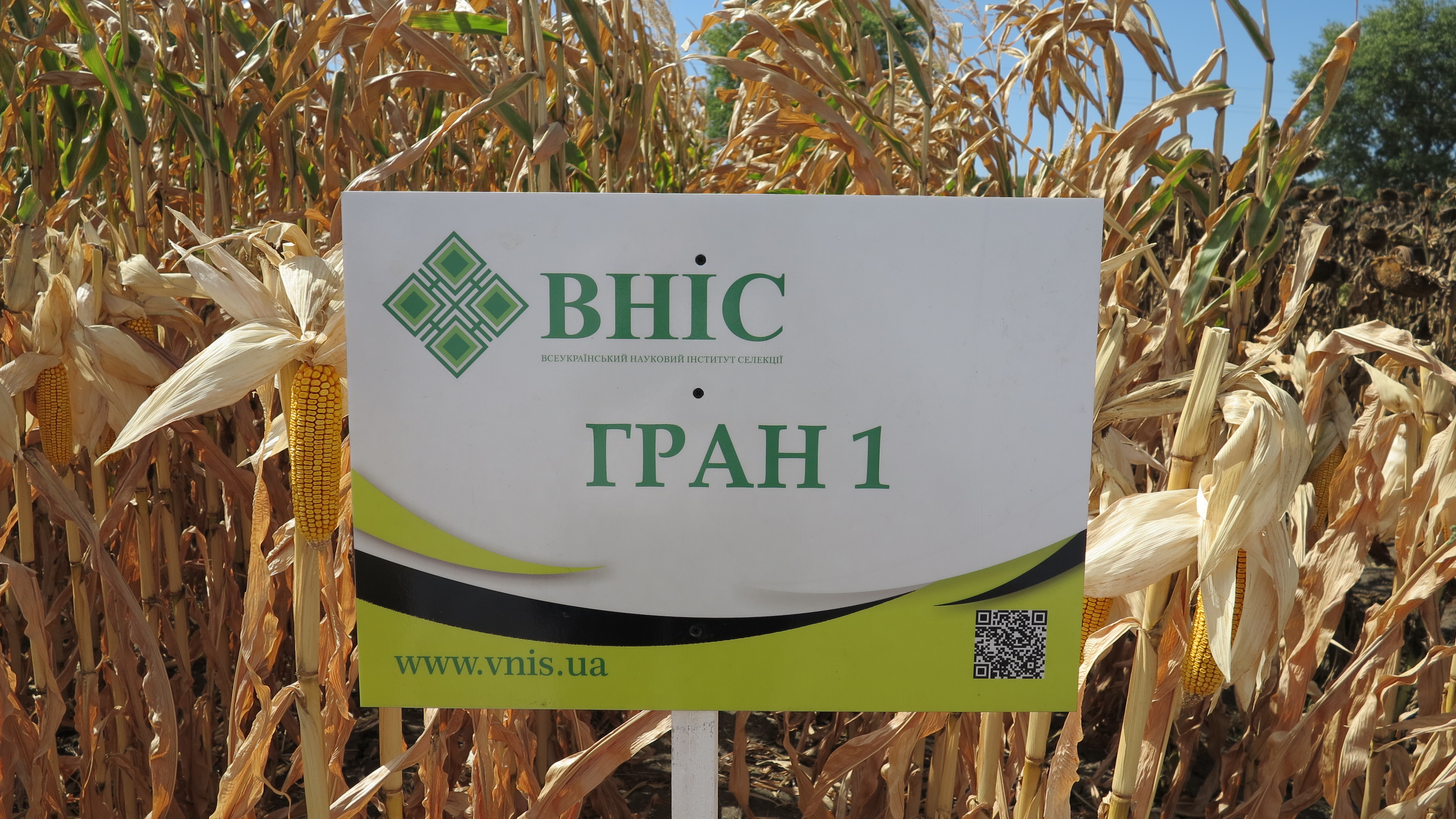 Семена кукурузы Гран 1 (ФАО 370) напрямую от ВНИС  