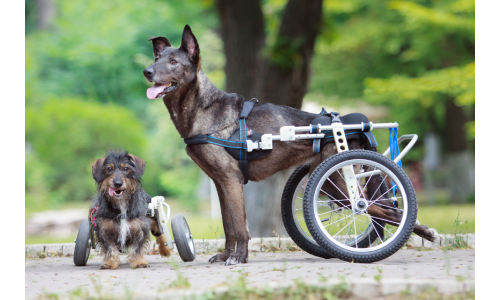 Інвалідні візки для тварин з особливими потребами, ТМ Frakishtak