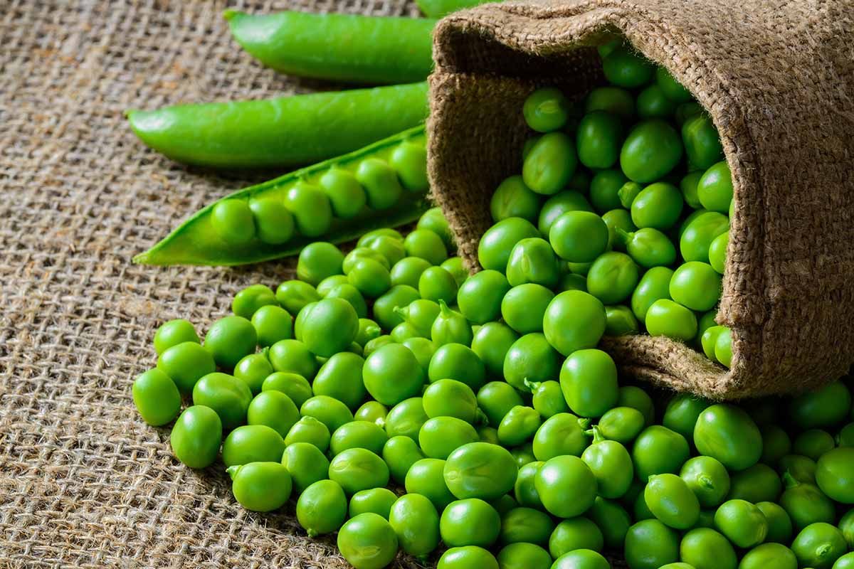 Certyfikowane nasiona grochu Obriy od producenta
