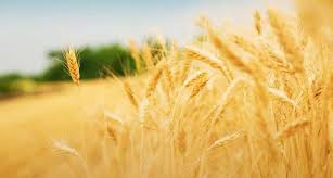 Пшениця озима Смуглянка - 1 репродукція