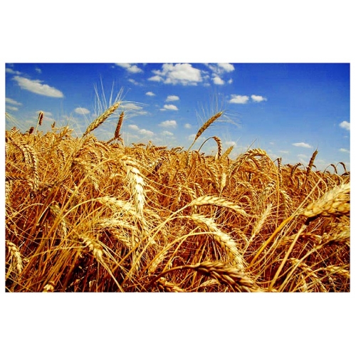 Пшениця озима Фаворитка - супер еліта