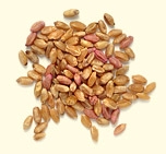 Озима пшениця Смуглянка - І репродукція