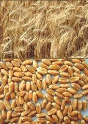 Озима пшениця Скарбниця - І репродукція