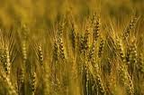 Озима пшениця Годувальниця Одеська - І репр