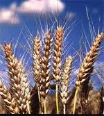 Насіння озимої пшениці Сонечко - супер еліта