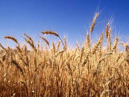Озима пшениця Смуглянка - еліта