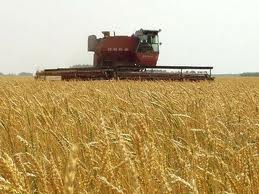 Насіння озимої пшениці Славна - супер еліта
