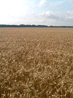 Насіння озимої пшениці Наталка - супер еліта