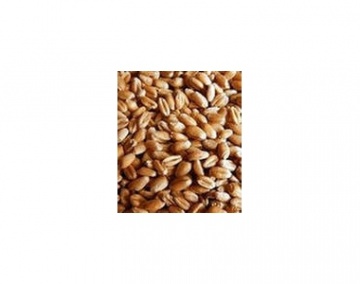 Насіння озимої пшениці Золотоколоса - еліта