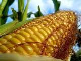 Насіння кукурудзи «ОДЕСЬКИЙ 385 МВ »