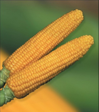 Насіння кукурудзи «ШАЛАНДА МВ»