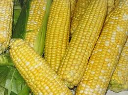 Насіння кукурудзи «ЕС АНАМУР»