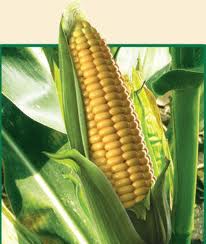 Насіння кукурудзи «КРАЗИ КС ФАО 320»