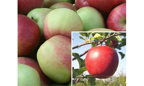 Продаж яблук сорту Ліголь з власних садів