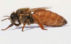 Плідні чистопорідні Карпатські бджоломатки