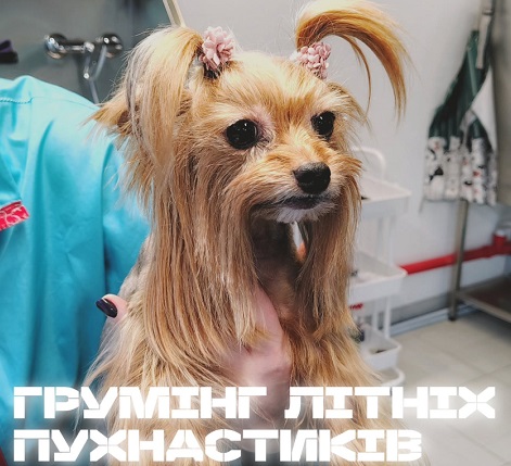 Грумінг літніх собак м. Львів 