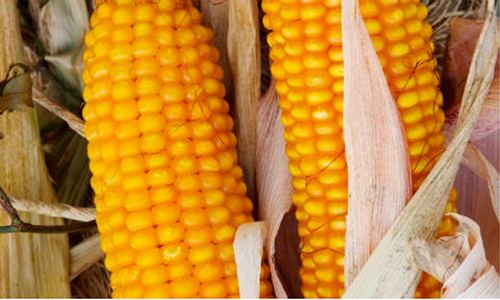 Купити насіння кукурудзи Амарок 290, ціна в Харкові