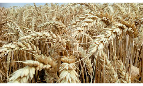 Купити насіння озимої пшениці Супереліта, Еліта, I генерація