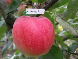 Яблука сорту Джонаголд, продаж по Україні