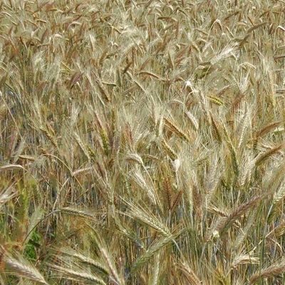 Пшениця озима Скарбниця, Зміна - 1 репрод.
