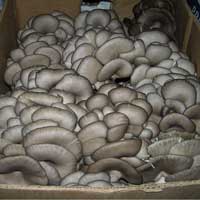 Mushroom substrate of oyster mushrooms, production