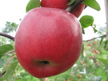 Сорт Реколор, імунні сорти яблук