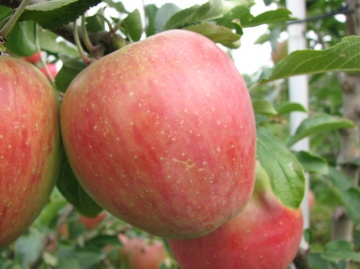 Сорт Рекарда, імунні сорти яблук