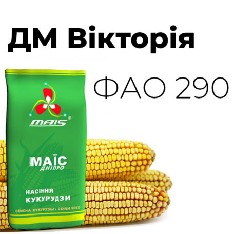 Среднеранний гибрид кукурузы ДМ Виктория (ФАО 290)
