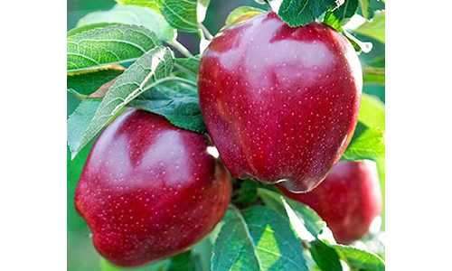 Яблука сорту Ред Чіф, зимові, власне вирощування