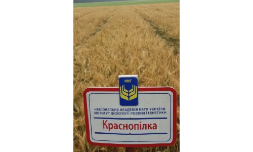 Насіння пшениці озимої власної селекції Краснопілка, Городниця, Почайн, купити