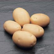Високоякісна насіннева картопля класів Е А