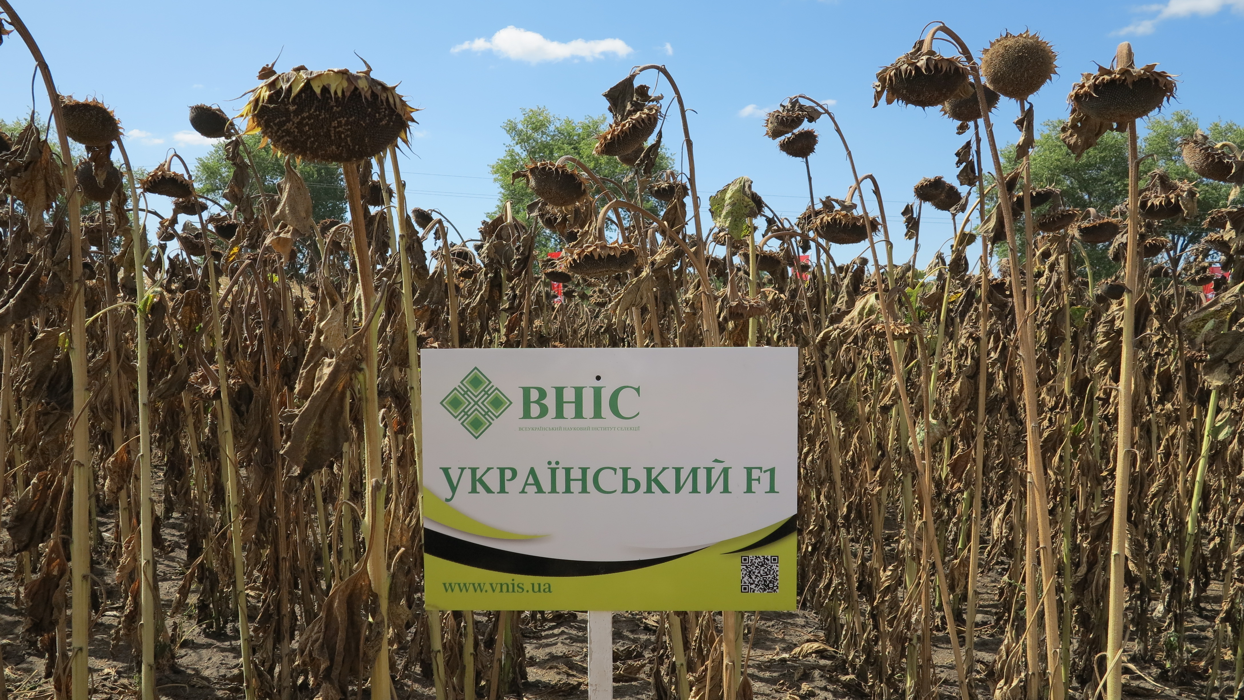 Семена подсолнечника Украинский F1 ВНИС от производителя