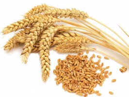 Пшениця озима Новокиївська - супер еліта