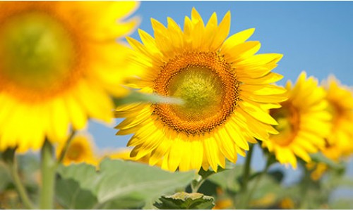 Продаж насіння соняшнику Сонячний настрій, по Україні