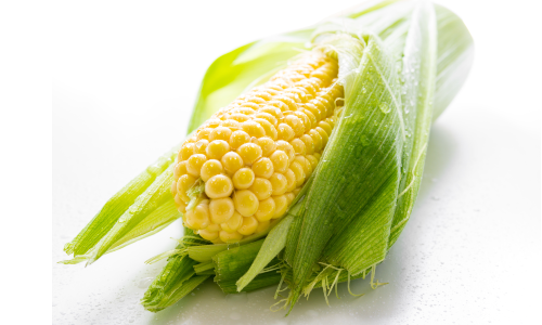Nasiona kukurydzy, sprzedaż, skup hurtowy i detaliczny