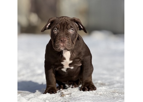 Щенки породы Американский Булли XL и Стандарт, Коломыя