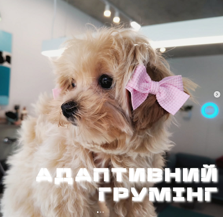 Адаптивний грумінг для цуценят у Львові