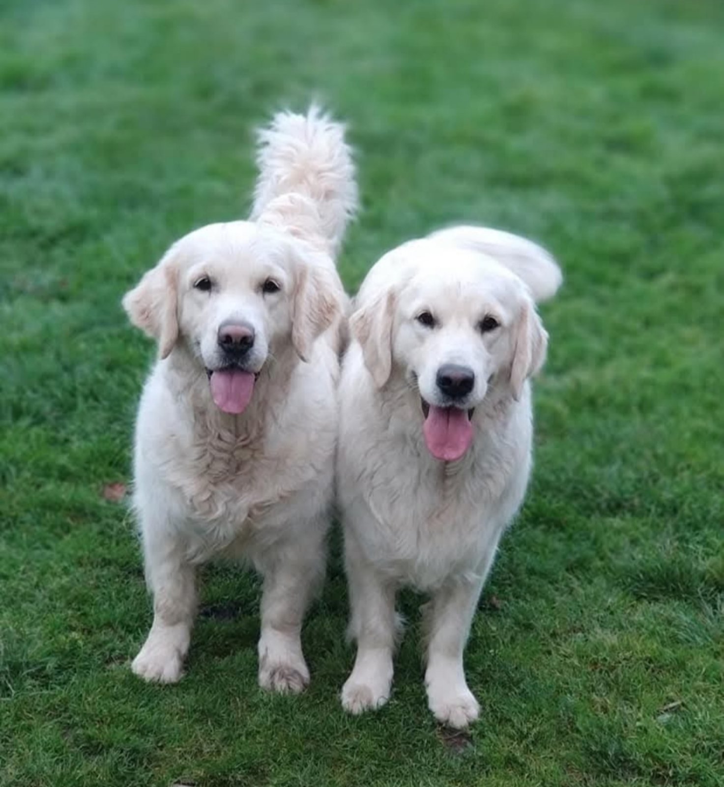 Diamond retrievers from korol, племінний розплідник Золотистих ретриверів
