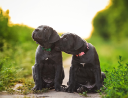Szczenięta Cane Corso z dokumentami KSU, Poltawa